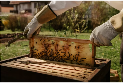 A beekeeper working frames at the apiary